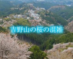 吉野山　桜　混雑